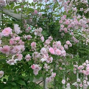 Meet your Posher, Sharon